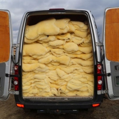 Schappen lamshuiden natuurlijke decoratieve Polen producten